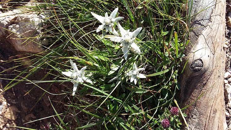 Edelweiss