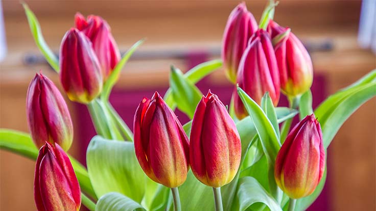 Tulpen